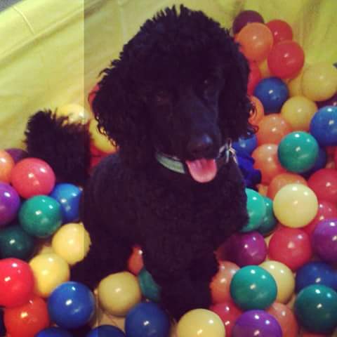 Doggies have their day at new daycare centre