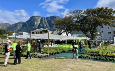 Living Roots’ Claremont nursery opens with its Family Day Launch