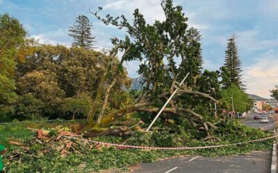 Iconic champion tree topples: 25-metre tall Turkish oak collapses in Claremont